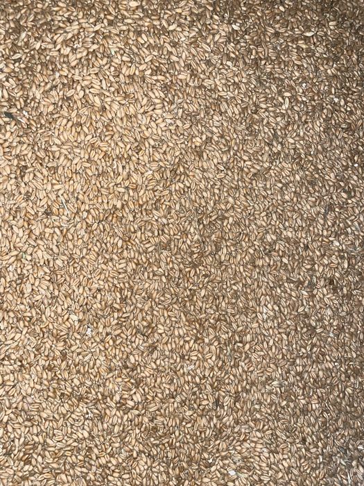 Grâu productie 2025