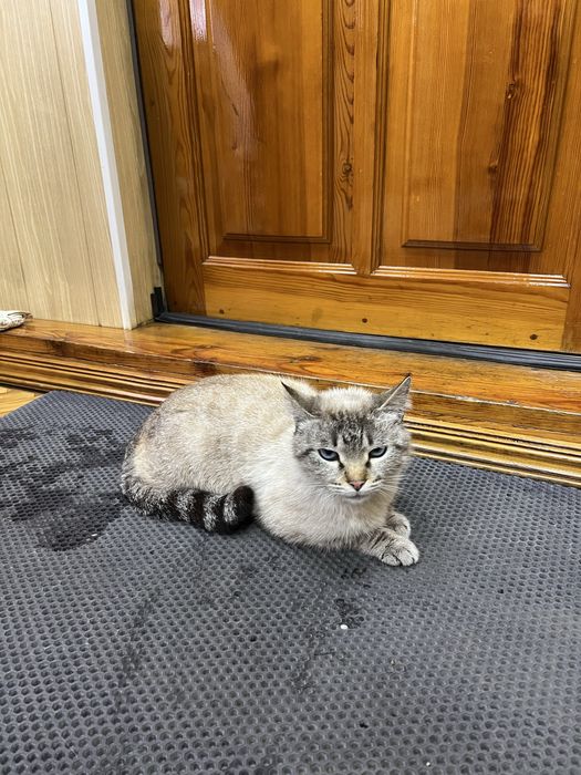 Отдам Кота в Добрые Руки