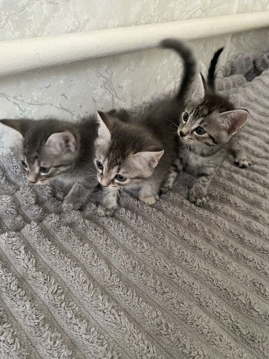 Отдам котят даром