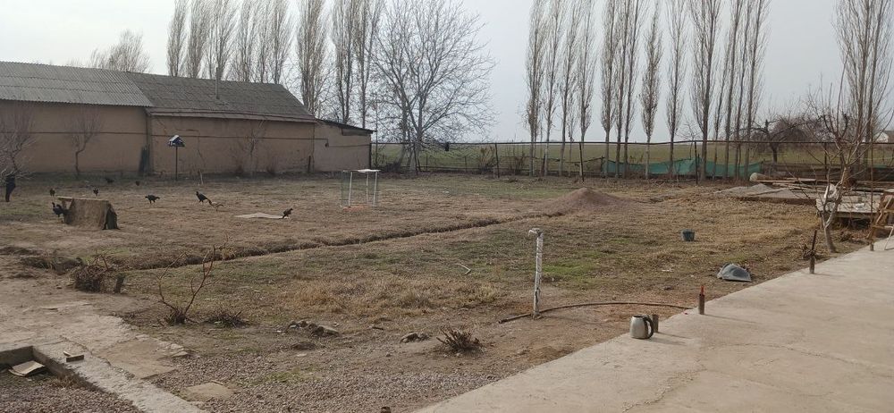 Uchastka sotiladi 23 sotix