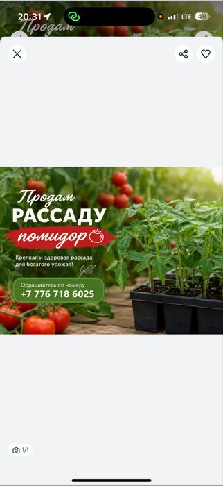 Продам рассаду район кристалла