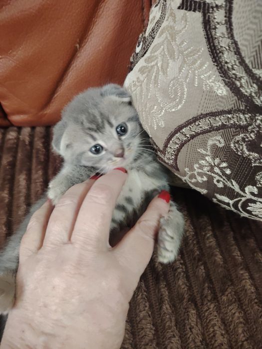 Шотландские малыши фолды