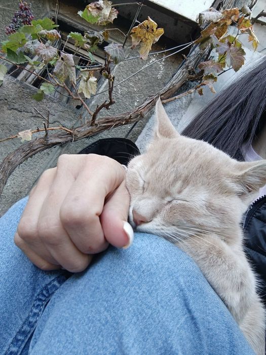 Подарявам котенце