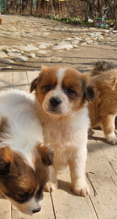 Catelus pentru adoptie si transport PH