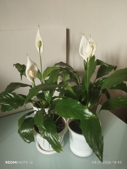 Спатифилум - женское счастье