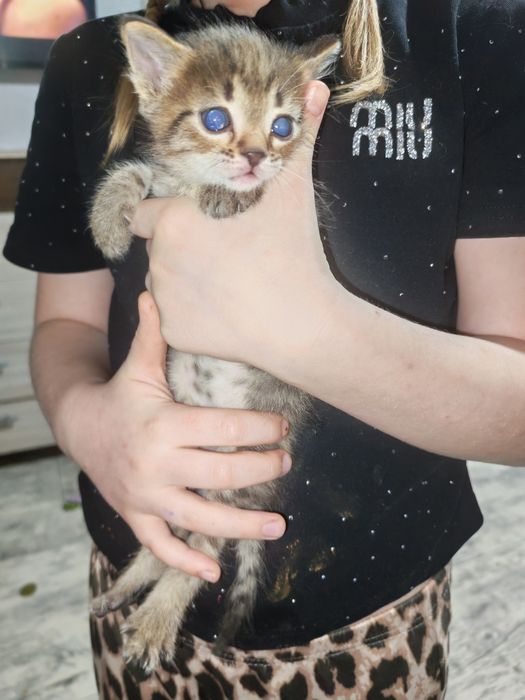 Отдам котят даром