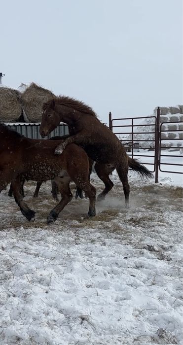 Жеребец 3 года Шубар