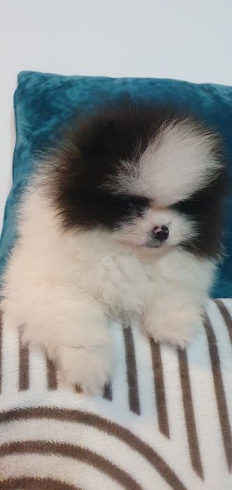 Pomeranian băiețel special