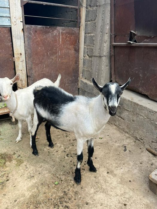 100%пиакок теке ешкі қашыруға