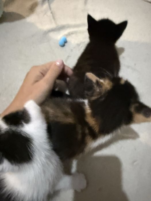Котята отдам даром