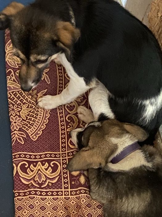 Собачки в добрые руки