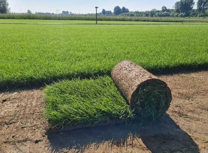Gazon Rulou Sisteme de irigare si insamantare