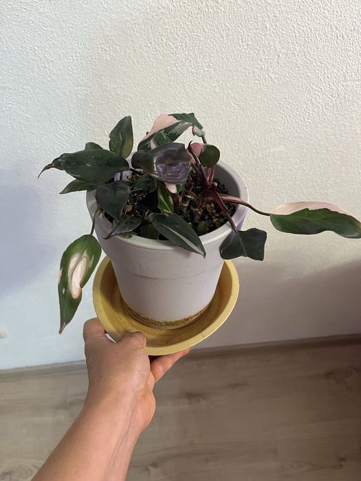 Филодендрон розовая принцесса