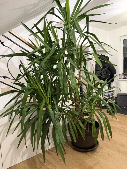 Vand planta Yucca 2m