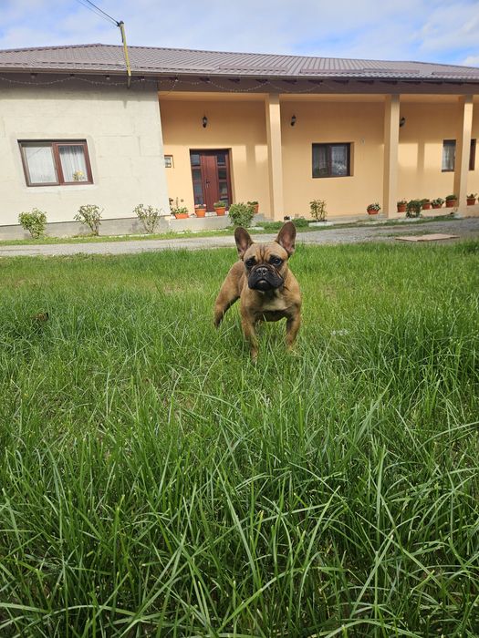 Bulldog Francez Mascul pedigree FCI
