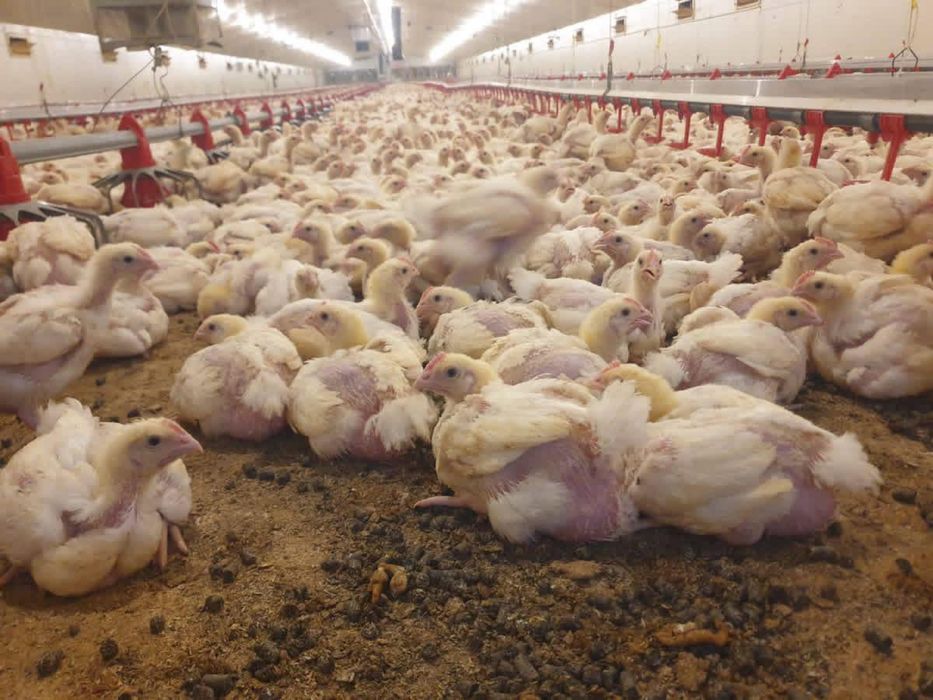 Rasă Mixtă Alb Carne