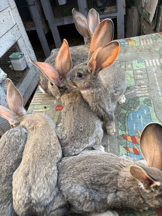 Vand iepuri uriasi gri german