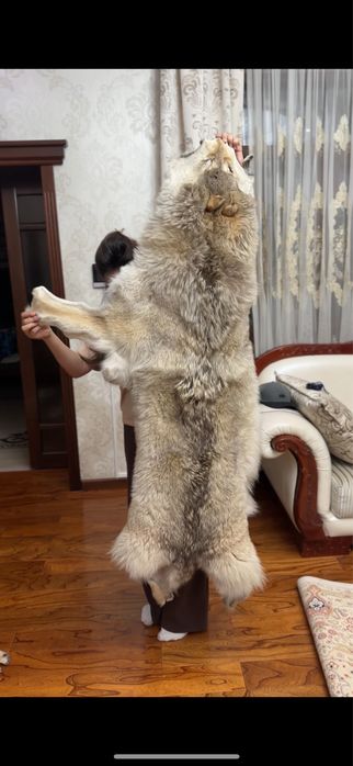 Волк арлан мех натуральный