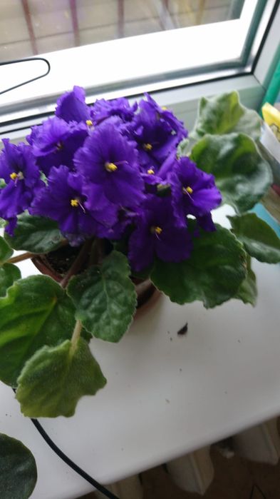 Фиалка в горшочках