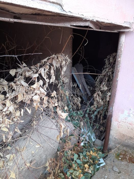 Утин катта тут дархти бешта бир метрдан кесилган кундаси катта калин