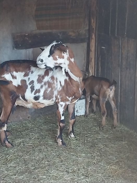 Capre de rasă de vânzare