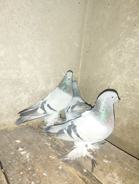 Сизые голубки с тягой