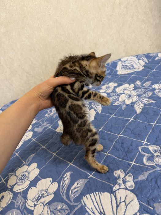 Бенгальский котенок с родословной