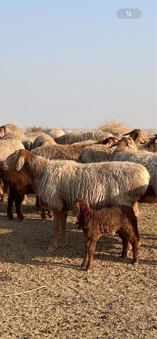 Арашан қошқар сатылымда