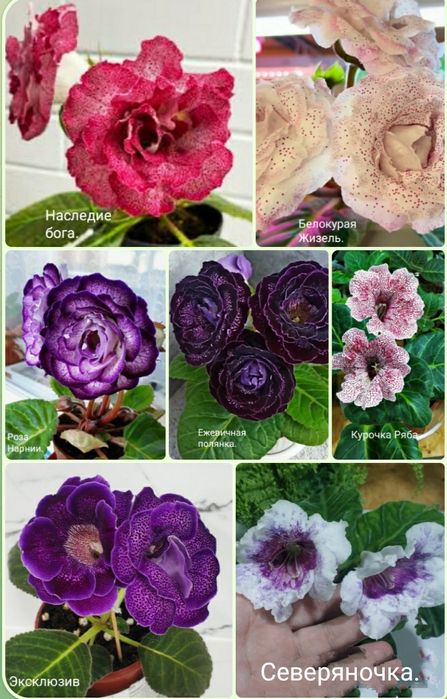 Детки глоксиний из клубешков.