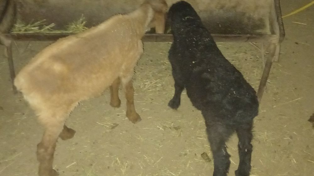 Barrala sotiladi