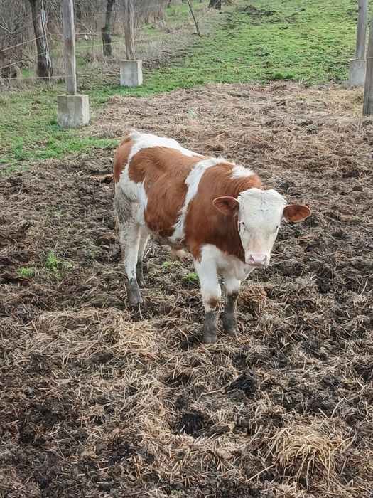 Vind  Tauras 5 luni xxxxxxxxxxxxxxxxxxxxxxxxxxxxxxxxxx