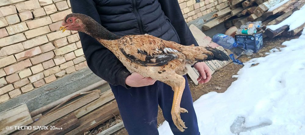 Шамо Жужа макёнла сотилади.