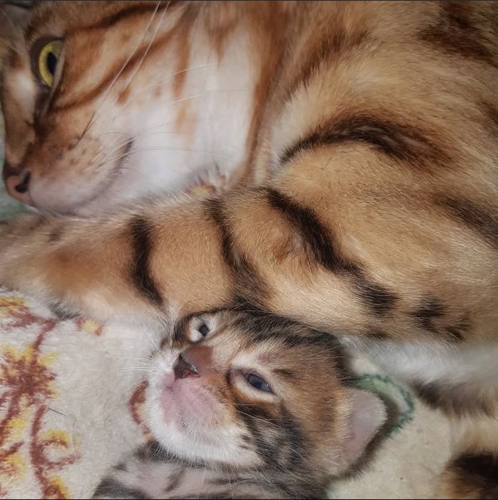 Бенгальские котята
