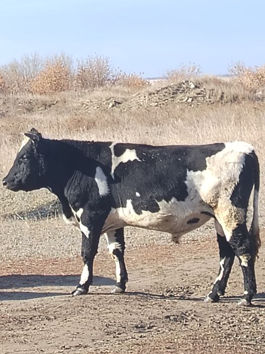 Продам Быка 600000