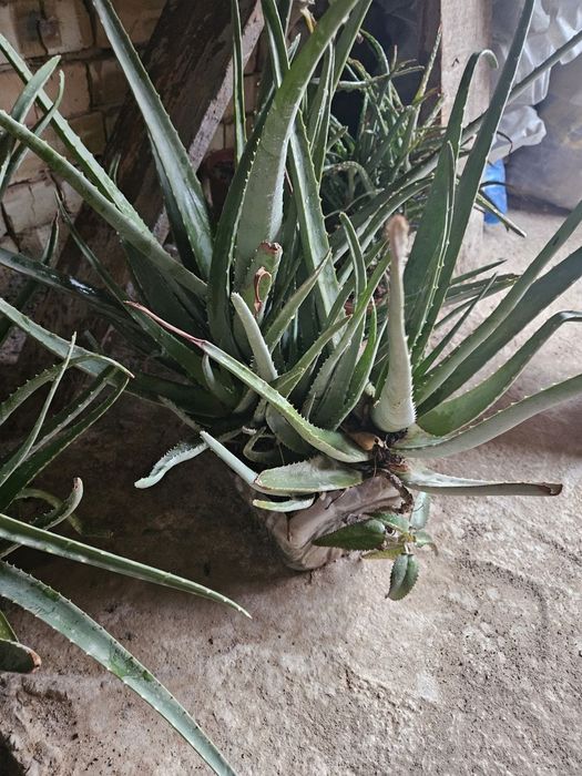 Алой ва алойвера гуллари