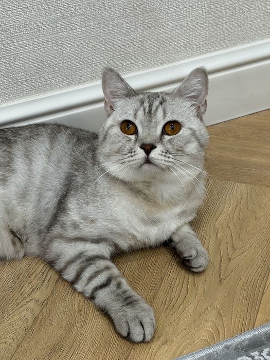 Продаю кота скоттиш страйт шотландский