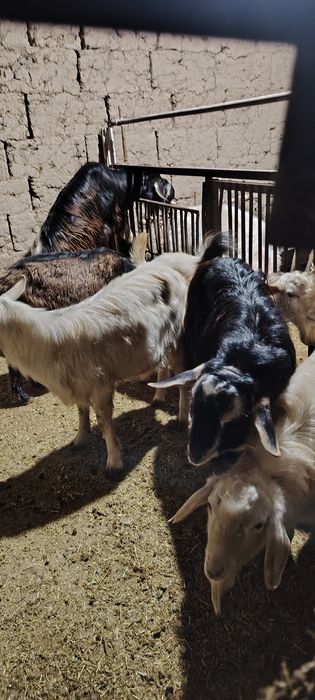 асыл тұқымды альпийски текелер