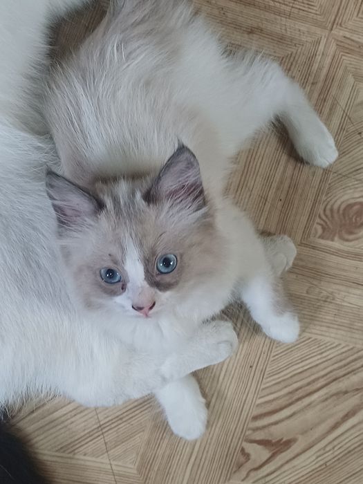 Котята ищут хозяев