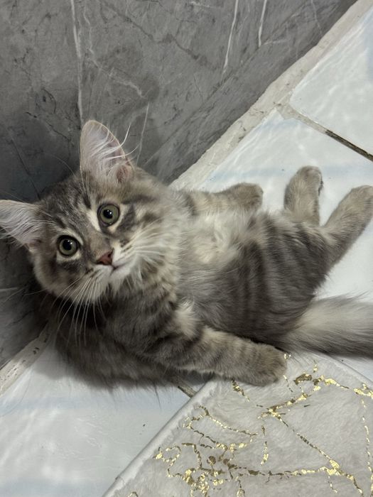 Котенок мальчик бесплатно