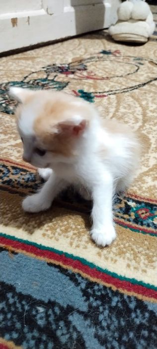 Отдаю котят в добрые руки