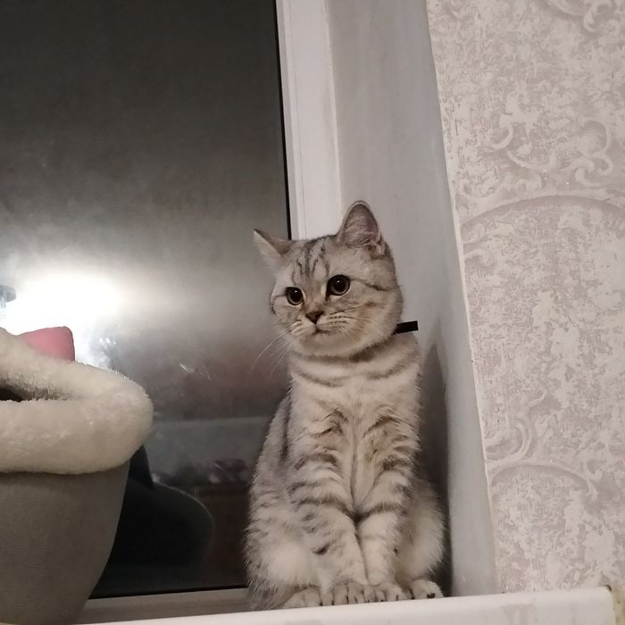 Вязка.. девочка ищет мальчика