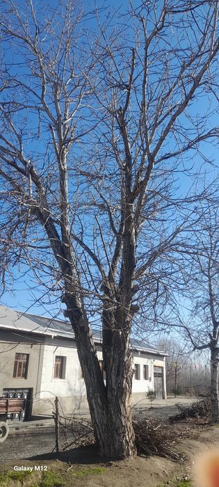 Ёнгок дарахти сотилади