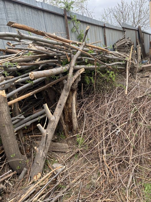 Отын агаш тегын.