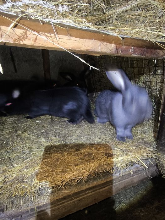 Кролики крупные самцы самки