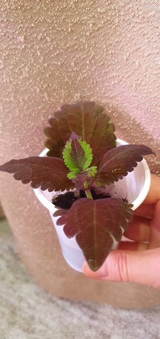 Колеусы комнатные/садовые цветы