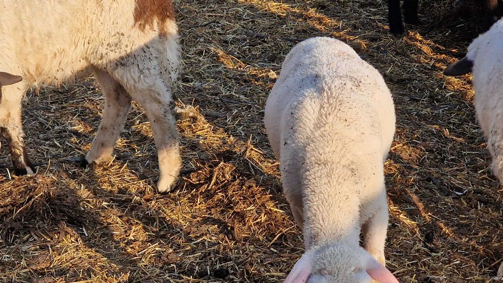 Miei și oi de vânzare. Animale sănătoase, crescute natural.
