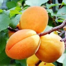 Pomi fructiferi columnari deosebiti