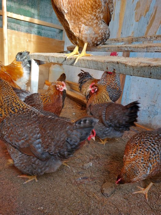 Билефельдер цыплята