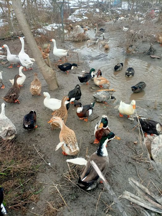 Oua de gasca si rata pentru incubat