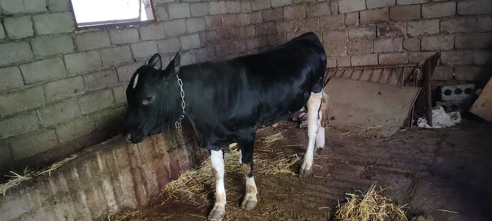 Бык 1 год опетит хороший